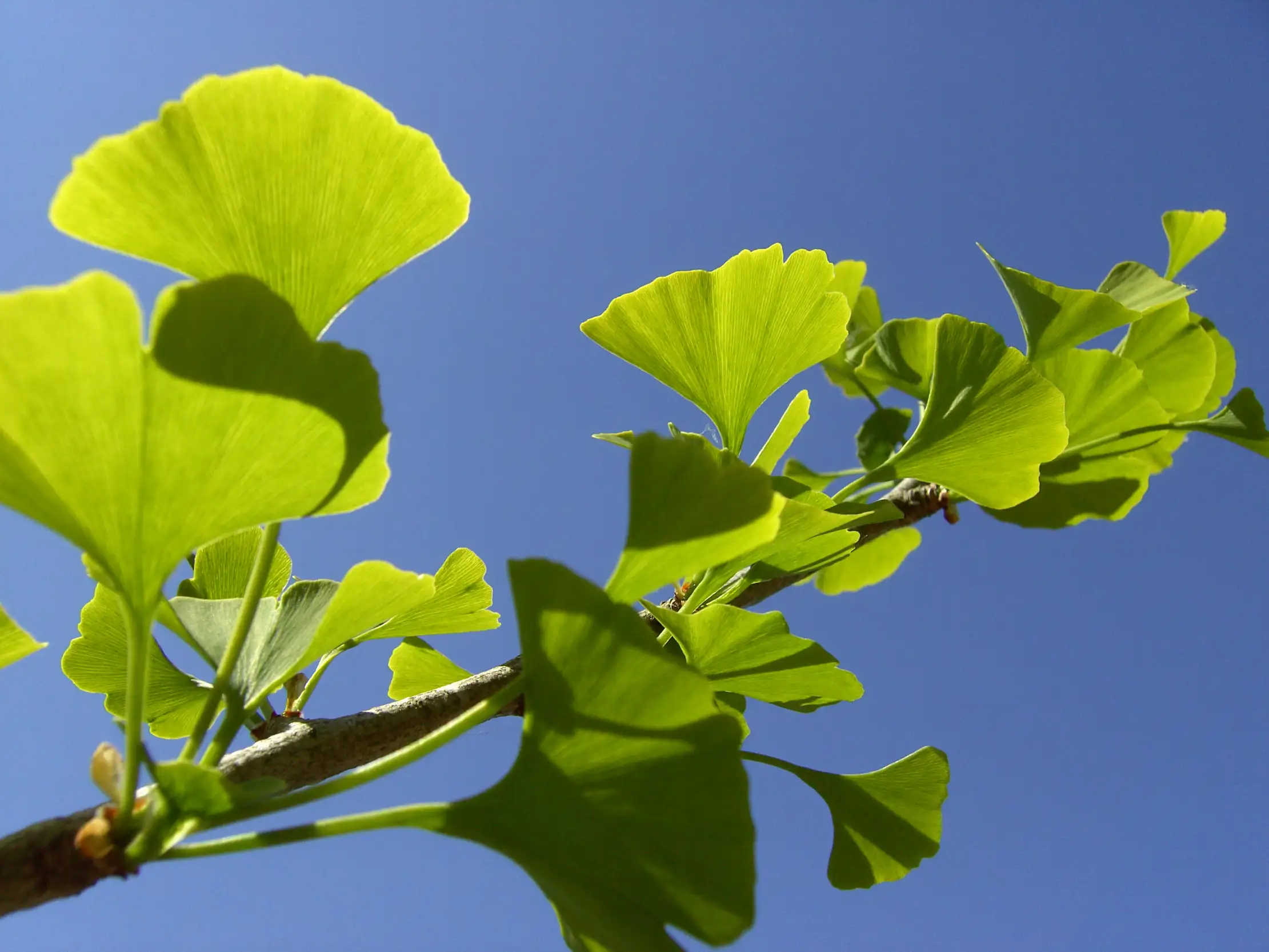 Gingko-Blätter im Sonnenlicht vor strahlend blauem Himmel